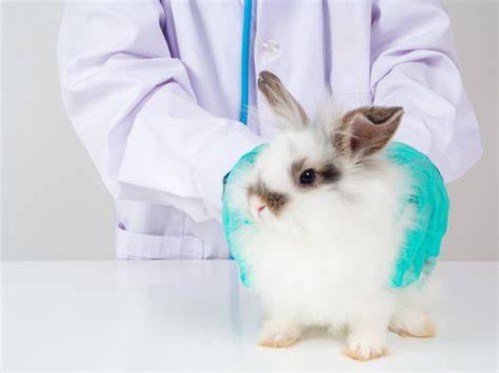 Can pasteurella in rabbits be cured?