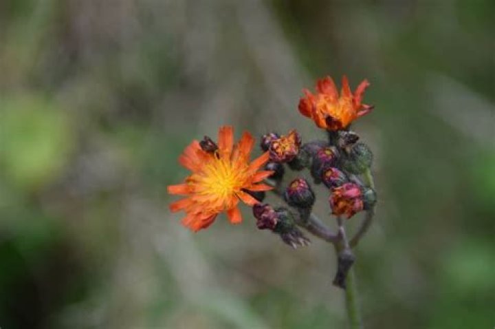 Can you eat orange hawkweed?