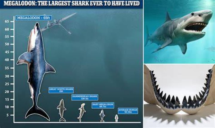 Could the megalodon still be alive?