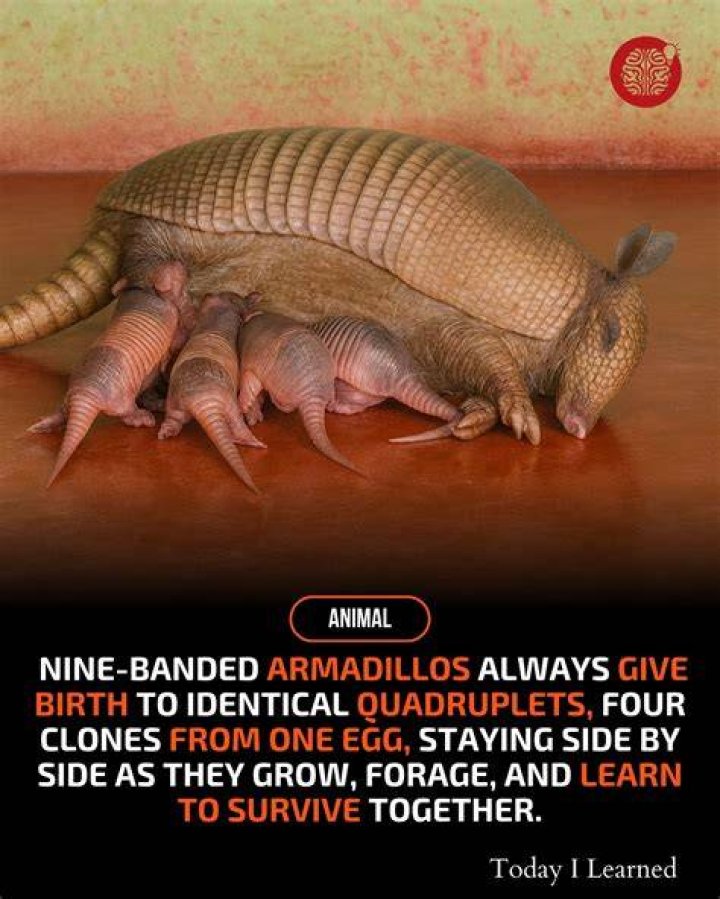 Do armadillos always have quadruplets?