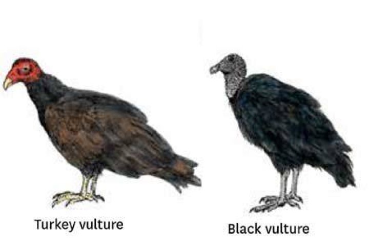 Do black vultures kill chickens?