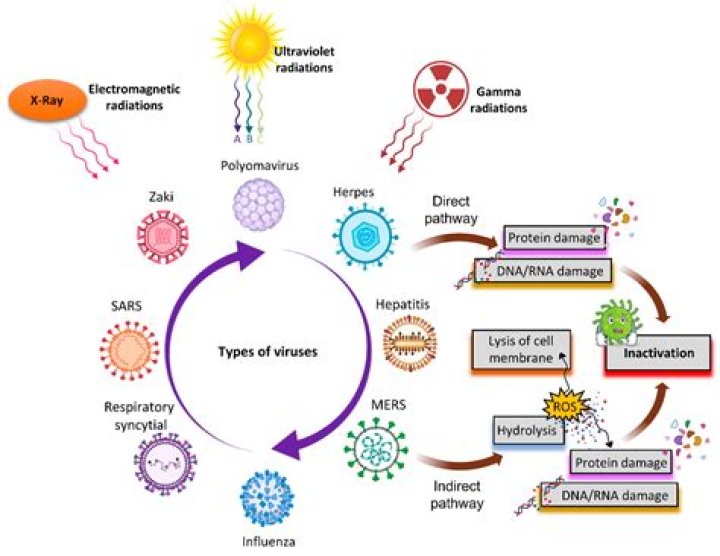 Does formaldehyde inactivate viruses and protein toxins?