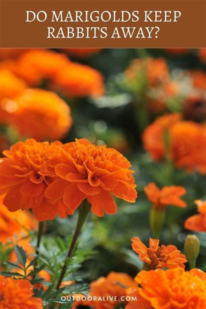 Does marigolds keep rabbits away?