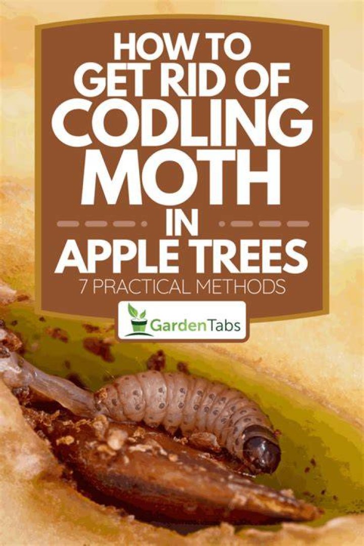 How do i get rid of codling moths?