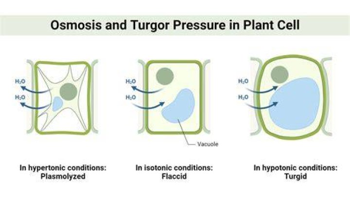 In plasmolysed cell pressure potential?