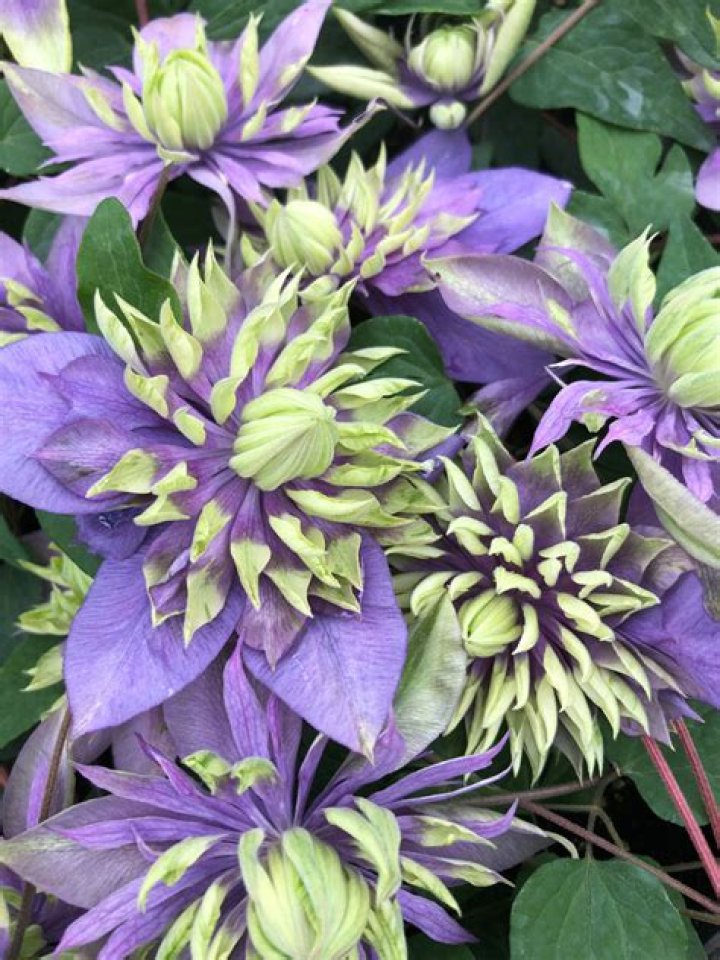 Is evergreen clematis deer resistant?