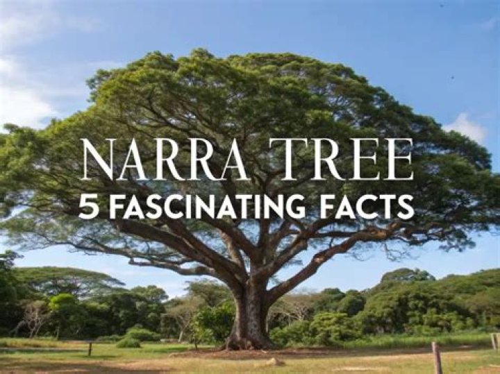 Is Narra a fruit bearing tree?