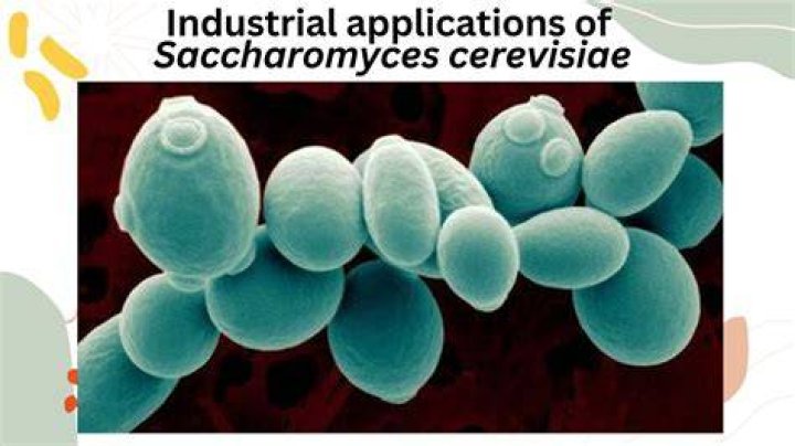 Is saccharomyces cerevisiae harmful?
