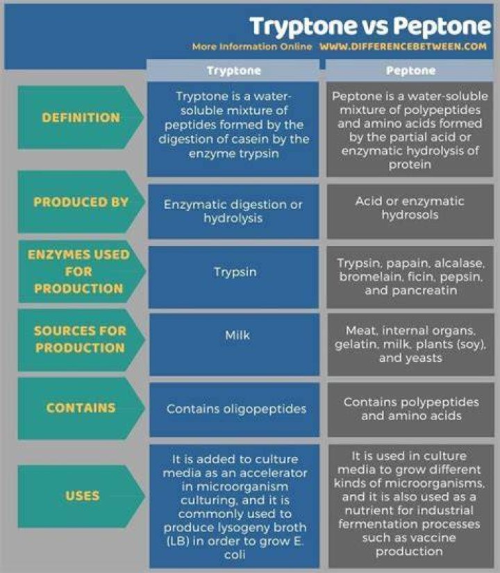 Is tryptone the same as peptone?