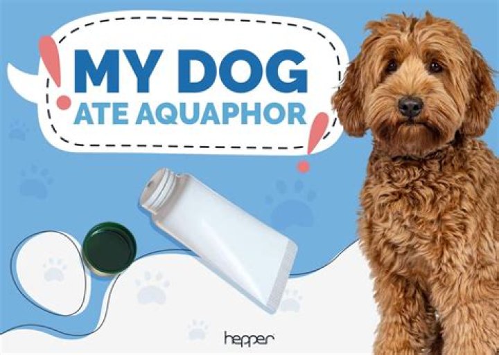 What happens if your dog eats aquaphor?