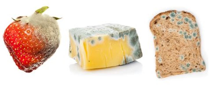 What is moldy food?