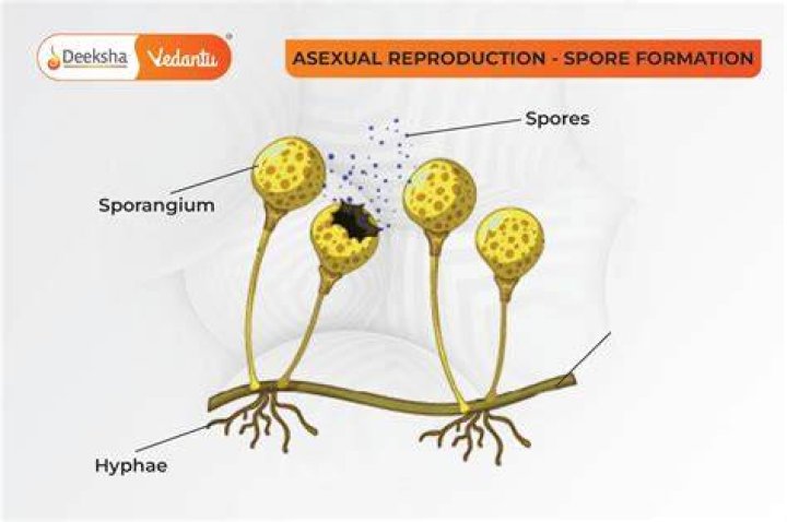 What is spore suspension?