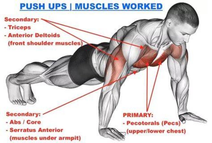 What muscles do hover push ups work?