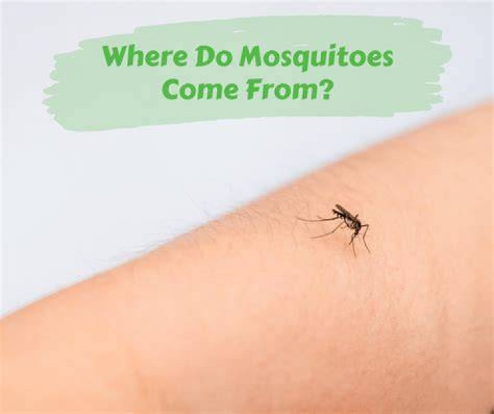 Where mosquitoes come from?