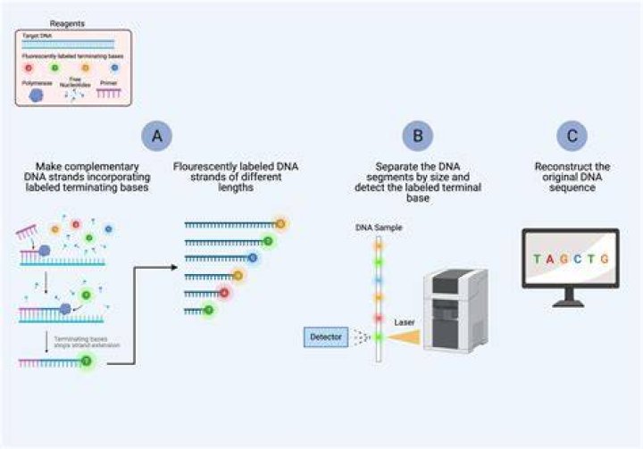 Which is the method of dna sequencing?