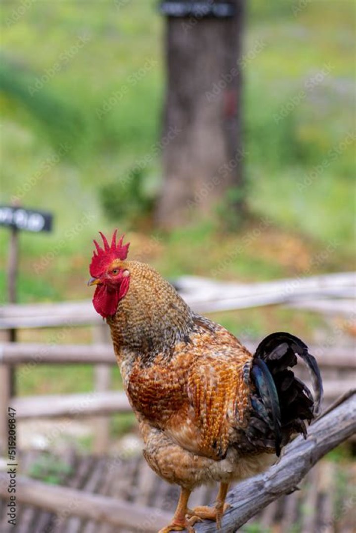 Why is a rooster called a cock?