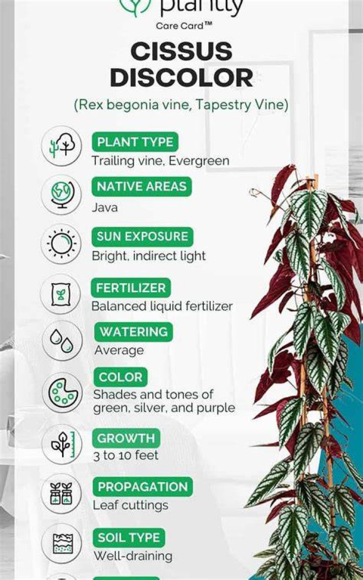 Why is my cissus discolor dropping leaves?