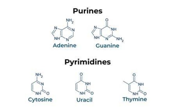 Why purine pairs with pyrimidine?