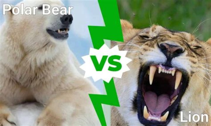 Would a polar bear beat a lion?